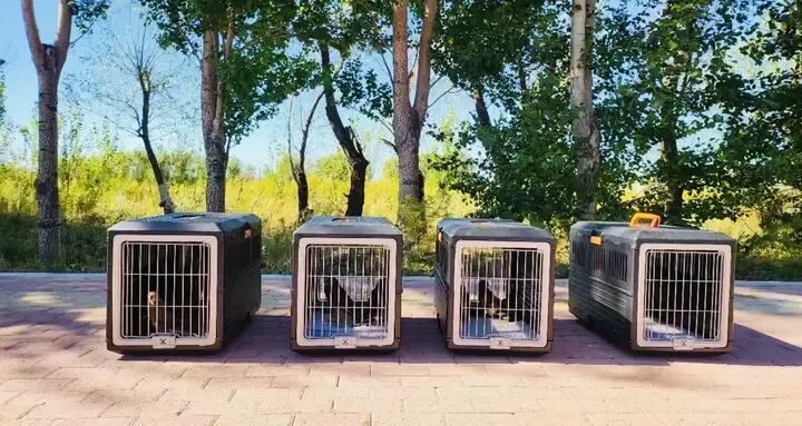 8只受伤猛禽重返蓝天！哈尔滨这场生命接力太暖了