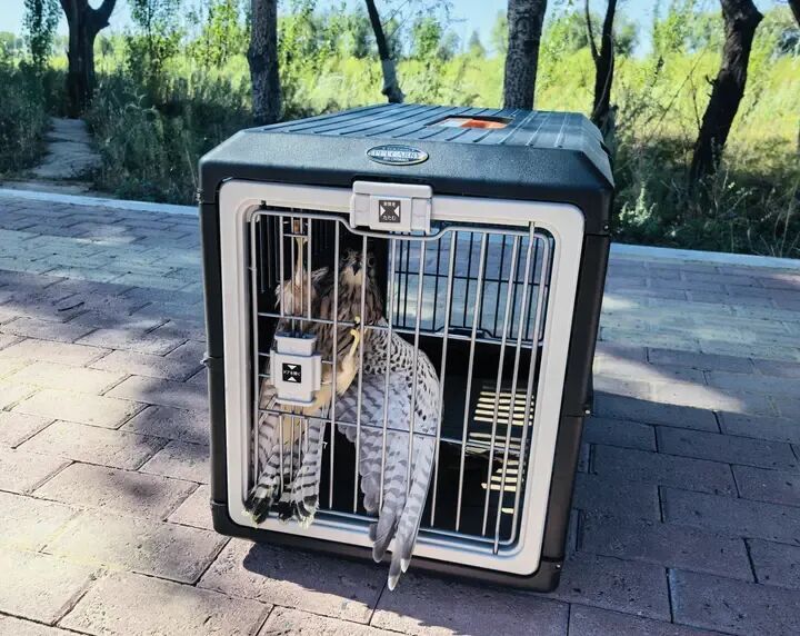 8只受伤猛禽重返蓝天！哈尔滨这场生命接力太暖了