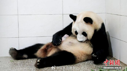 上海迎来第二对大熊猫龙凤胎