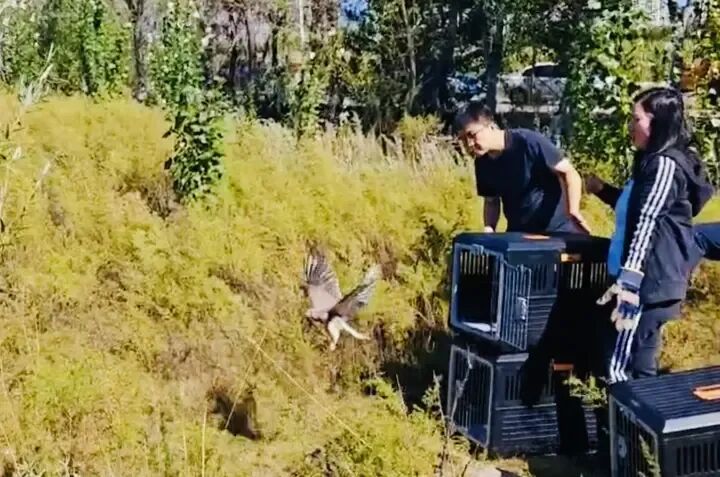 8只受伤猛禽重返蓝天！哈尔滨这场生命接力太暖了