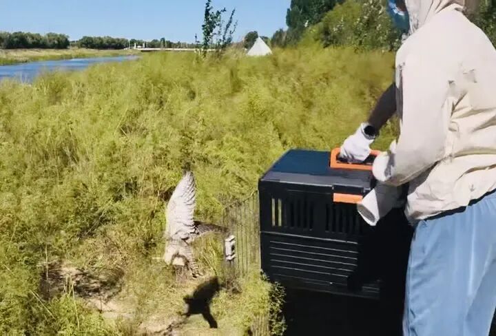 8只受伤猛禽重返蓝天！哈尔滨这场生命接力太暖了