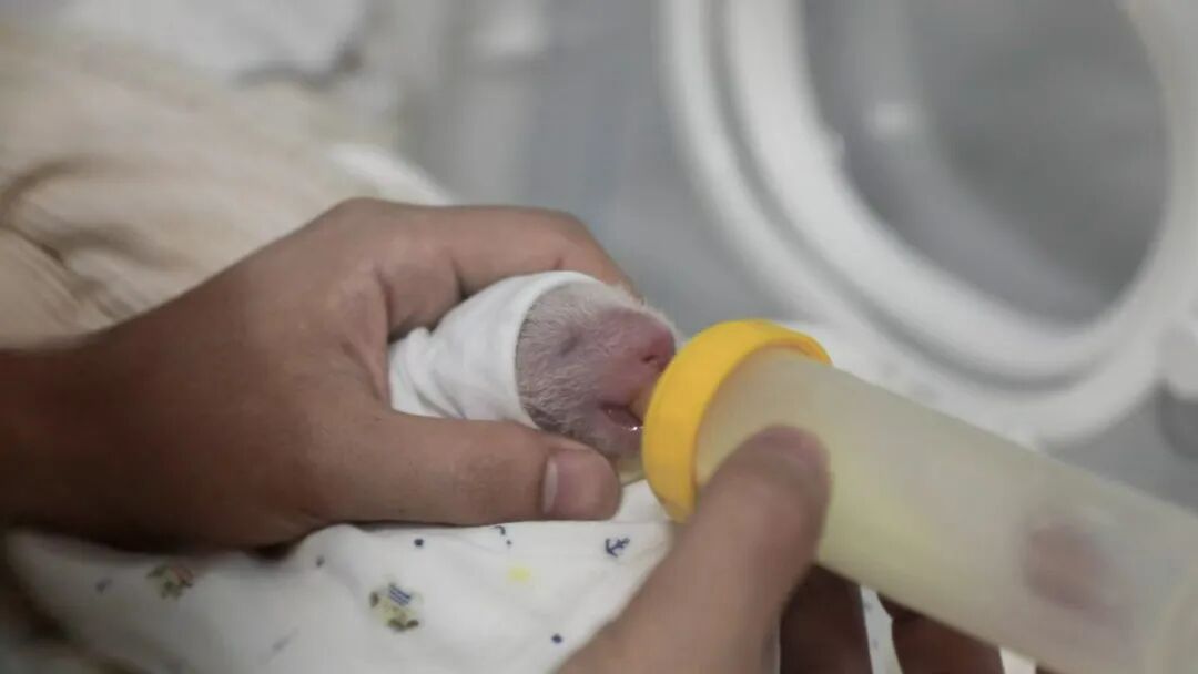 软糯团子!8岁上海熊猫小囡“芊金”升级当妈妈了,喜得龙凤双胞胎宝宝 软糯团子!8岁上海熊猫小囡“芊金”升级当妈妈了,喜得龙凤双胞胎宝宝