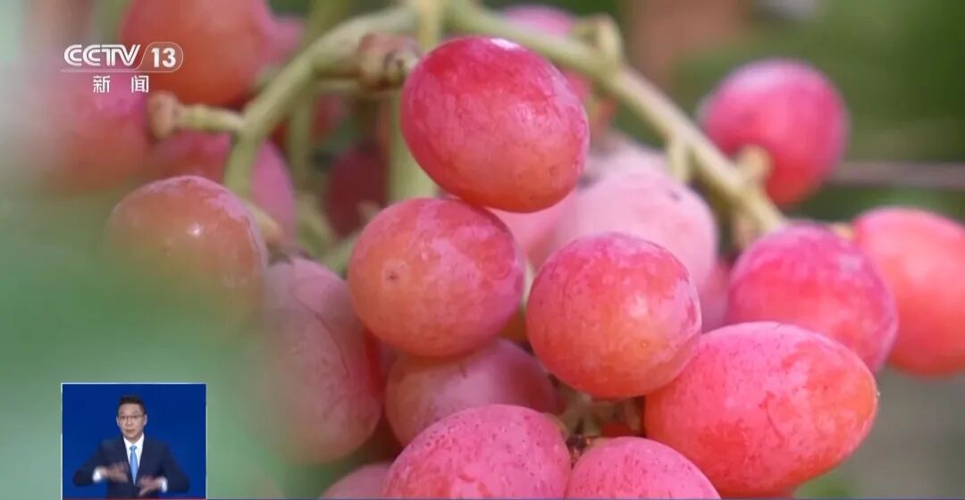 大凉山会理石榴，首次出口俄罗斯！