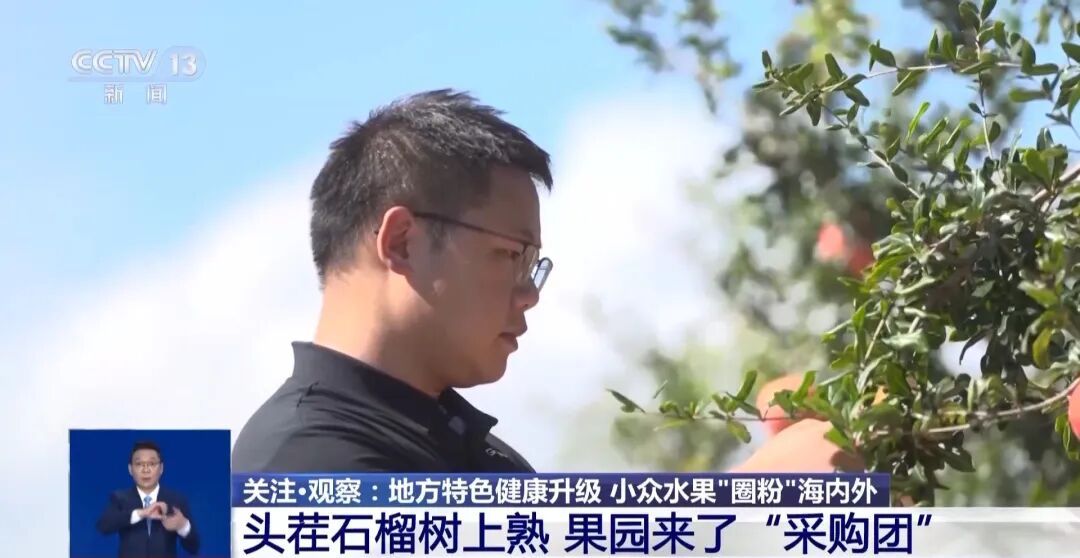 大凉山会理石榴，首次出口俄罗斯！