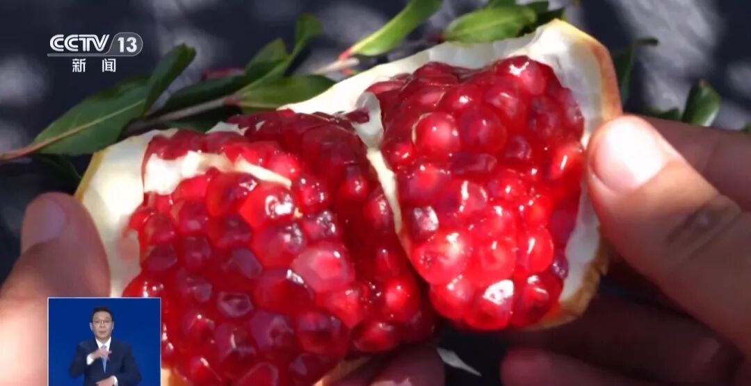 大凉山会理石榴，首次出口俄罗斯！