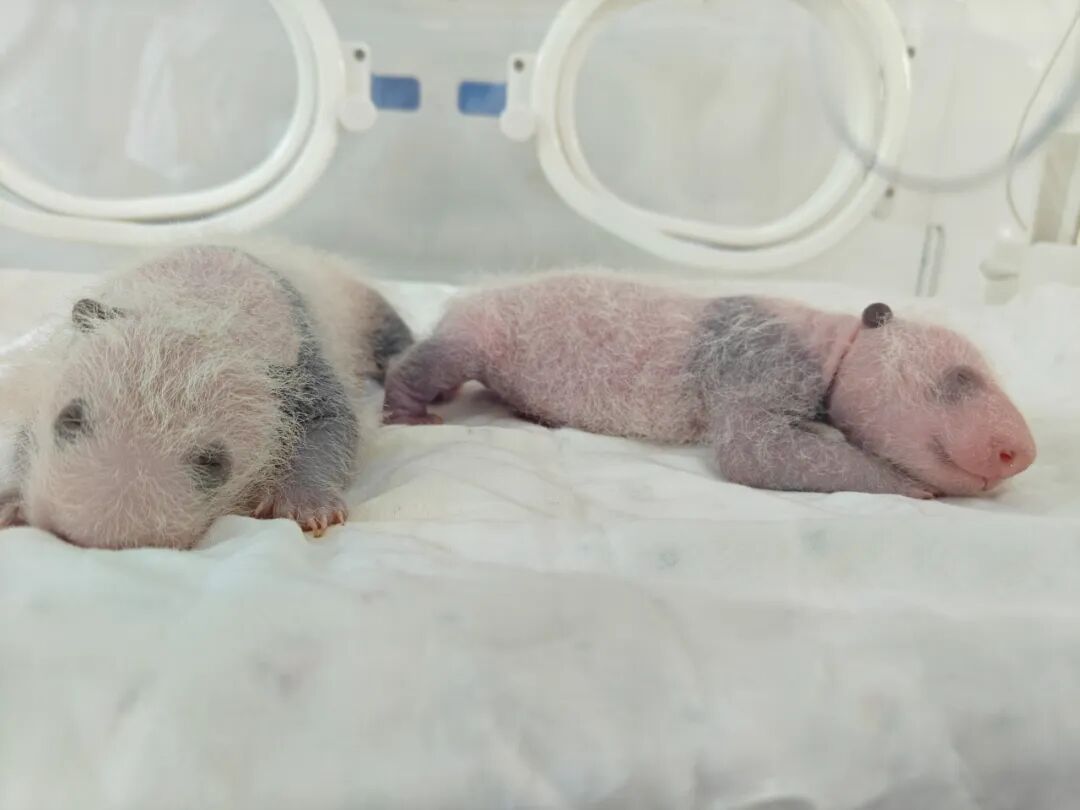 软糯团子!8岁上海熊猫小囡“芊金”升级当妈妈了,喜得龙凤双胞胎宝宝 软糯团子!8岁上海熊猫小囡“芊金”升级当妈妈了,喜得龙凤双胞胎宝宝