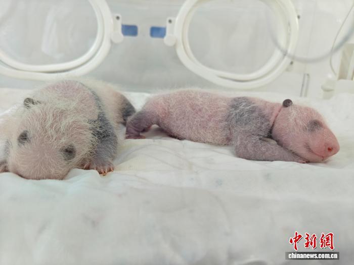 上海首次迎来大熊猫“子二代”诞生 “芊金”喜得龙凤胎
