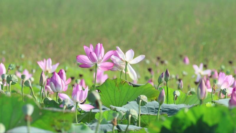江西鄱湖湿地迎来“秋日荷花海” 候鸟翩跹绘就生态画卷