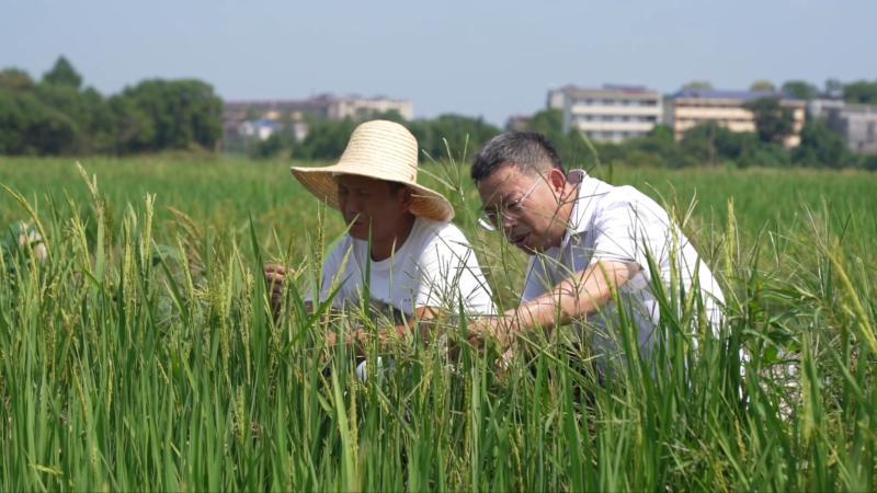 江西抚州：科技赋能抢收快烘 筑牢秋粮丰收防线