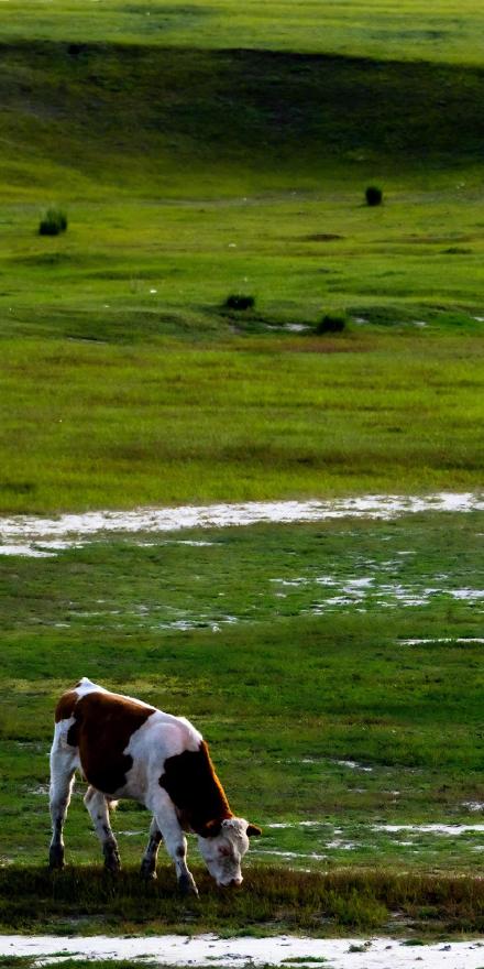 收藏！初秋草原超绝治愈系壁纸