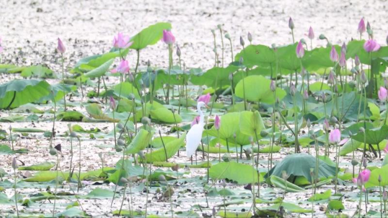 江西鄱湖湿地迎来“秋日荷花海” 候鸟翩跹绘就生态画卷