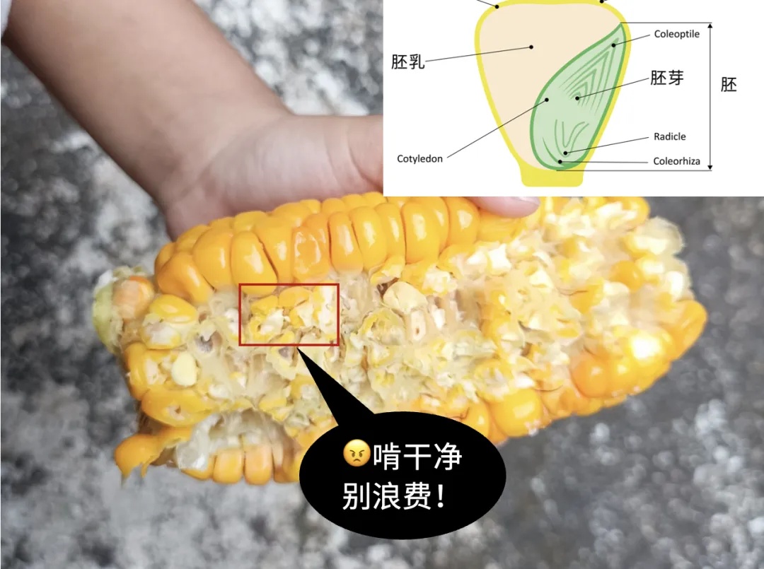 易长胖、巨升糖！吃一根热量相当于2碗米饭！这种粗粮，很多人天天吃