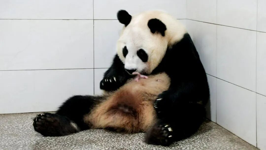 软糯团子!8岁上海熊猫小囡“芊金”升级当妈妈了,喜得龙凤双胞胎宝宝 软糯团子!8岁上海熊猫小囡“芊金”升级当妈妈了,喜得龙凤双胞胎宝宝