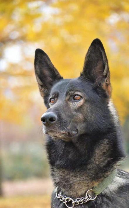 重庆市一级功勋犬“黑狼”被公安部选定为中国警犬LOGO形象犬