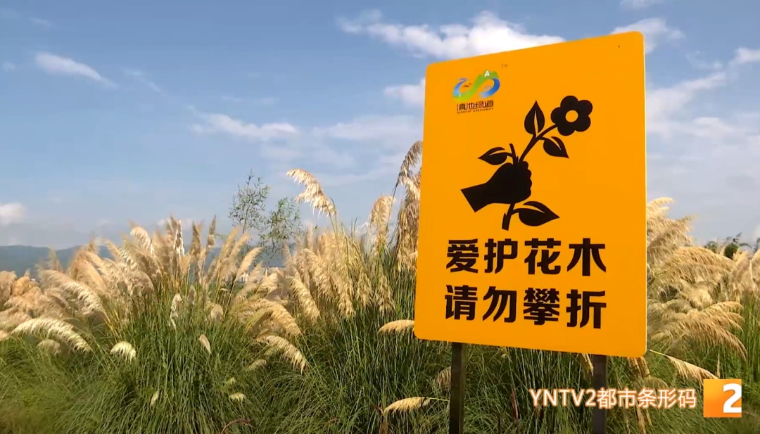 踩踏!折断!无视警示牌!昆明这一网红景点遭“野蛮打卡” 踩踏!折断!无视警示牌!昆明这一网红景点遭“野蛮打卡”