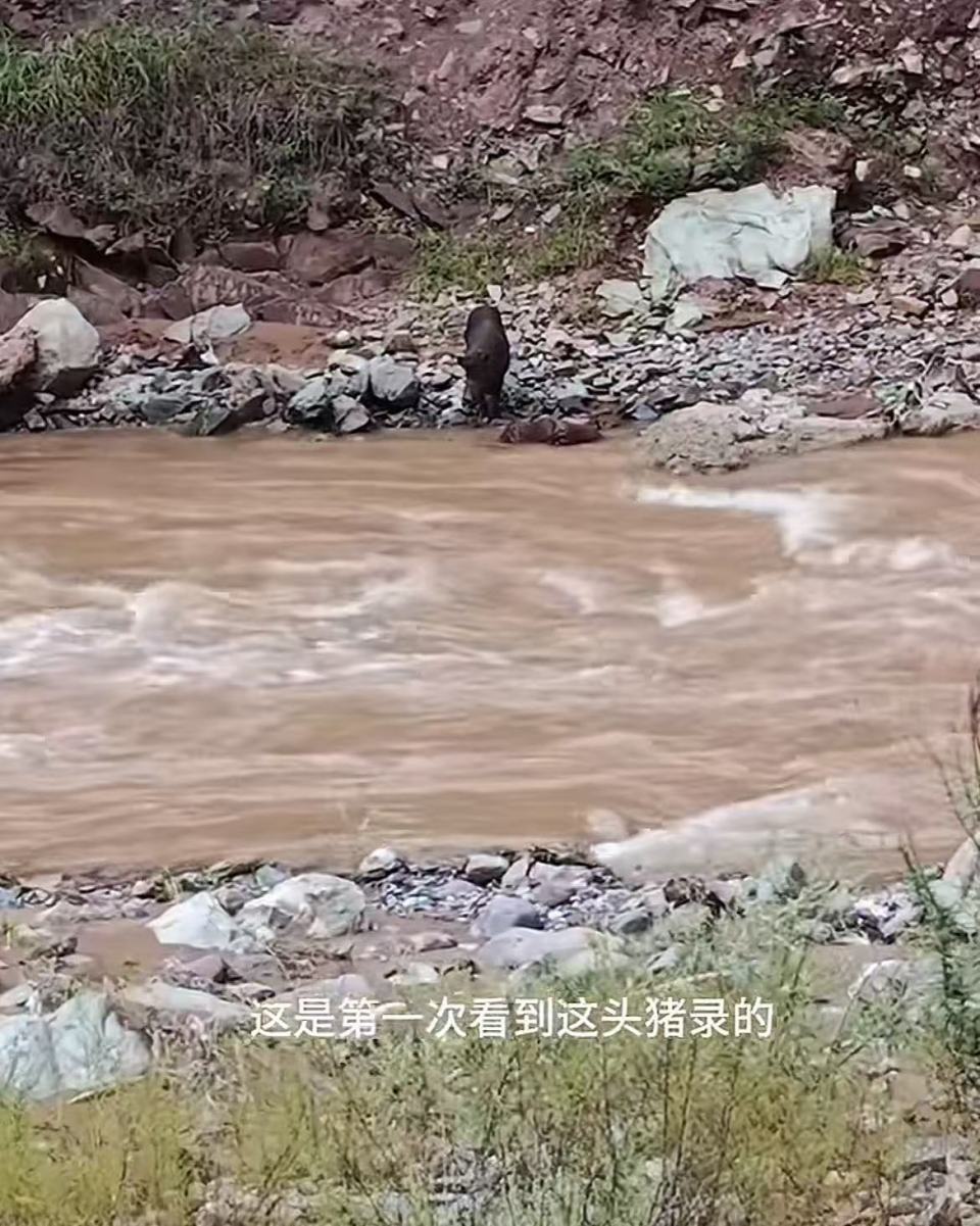 “别人有网红狼，我也可以有网红猪”，旅行博主在国道卖炒粉米线还投喂落单野猪走红