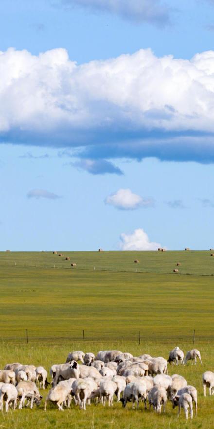 收藏！初秋草原超绝治愈系壁纸