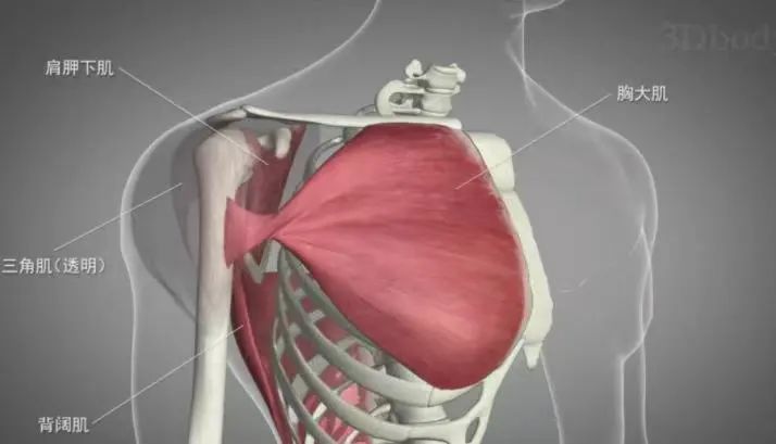 小伙猛地发力后"咔嚓"一声,这部位当场报废!医生:别再瞎较劲! 小伙猛地发力后"咔嚓"一声,这部位当场报废!医生:别再瞎较劲!