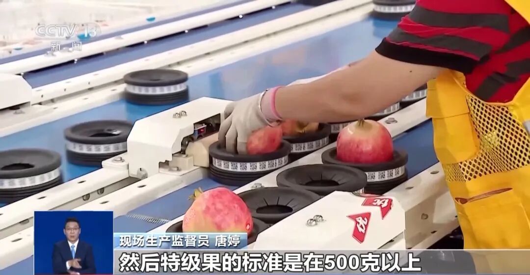 大凉山会理石榴，首次出口俄罗斯！