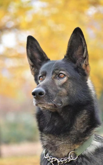 “黑狼”被公安部选定为中国警犬LOGO形象犬