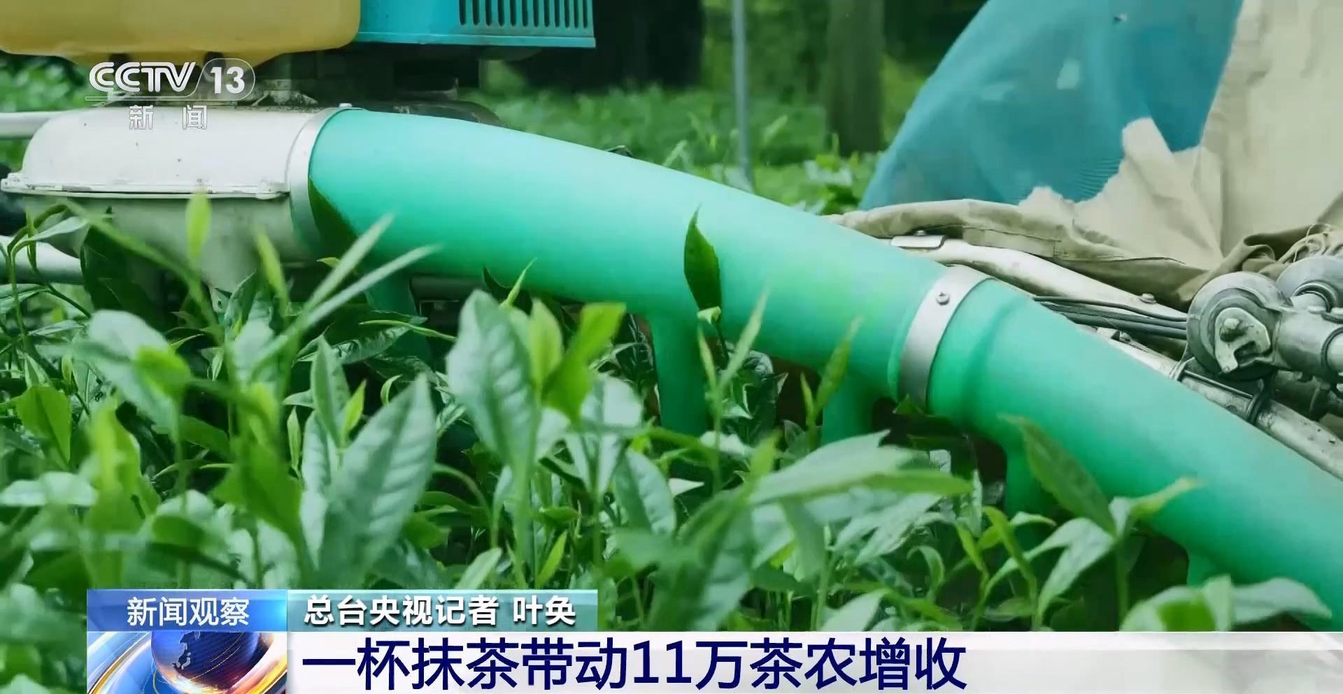 北纬27度抹茶的“72变” 一杯抹茶带动11万茶农增收