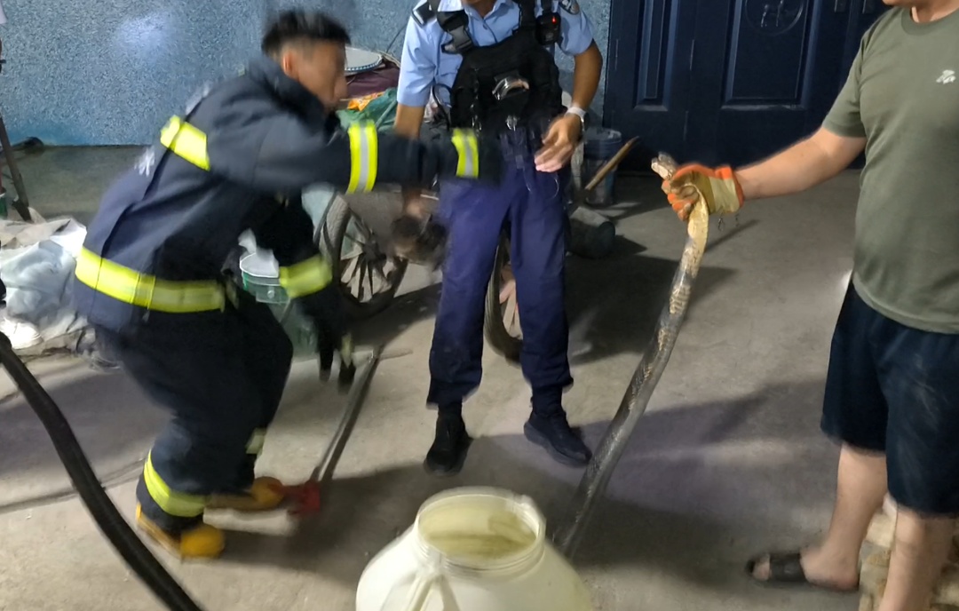 “嘶嘶嘶~”贵州一民宅中惊现3.5米眼镜王蛇，消防：“塑料单间”准备好了