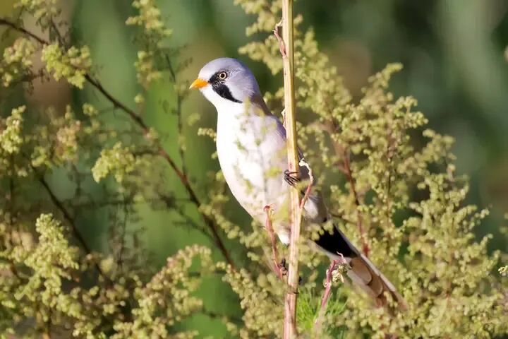 两种“神秘小鸟”现身芦苇丛，冰城湿地“芦苇鸟”大有来头！