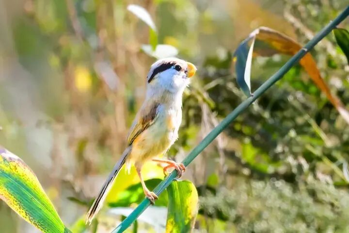 两种“神秘小鸟”现身芦苇丛，冰城湿地“芦苇鸟”大有来头！