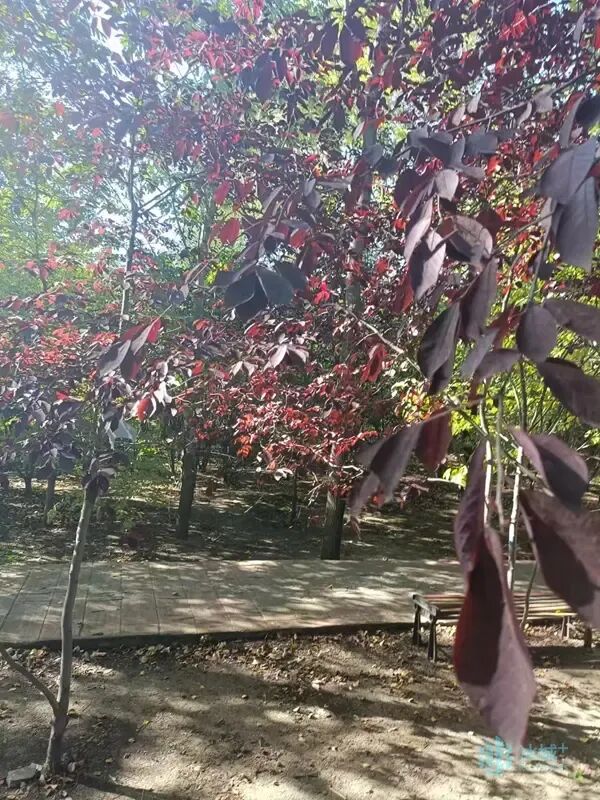 “秋紫”前奏！冰城第一抹紫色从紫叶稠李开始