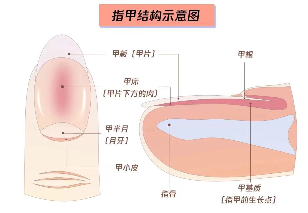 指甲上没有月牙，是我身体虚吗？
