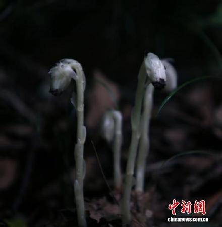 四川村民发现罕见“冥界之花”