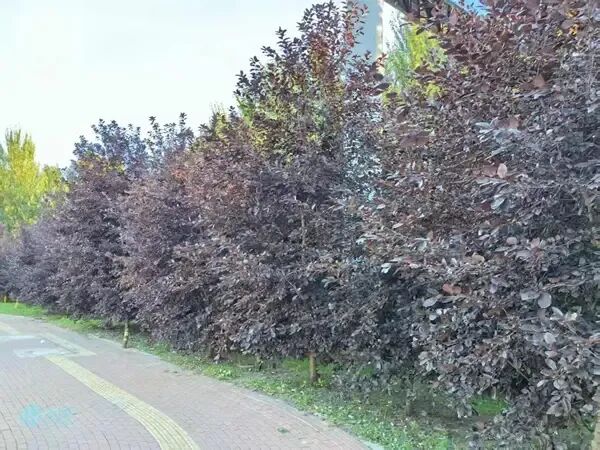 “秋紫”前奏！冰城第一抹紫色从紫叶稠李开始