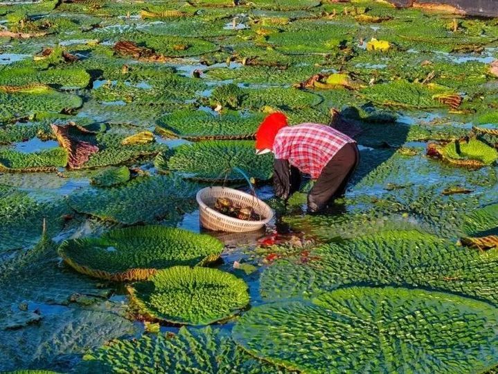 无锡这个村，彻底“出圈”啦