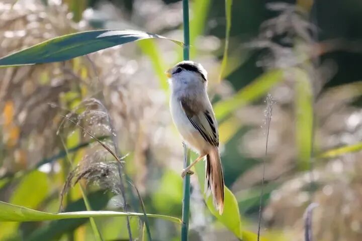 两种“神秘小鸟”现身芦苇丛，冰城湿地“芦苇鸟”大有来头！