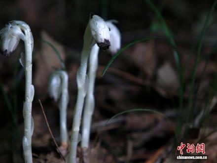 四川村民发现罕见“冥界之花”