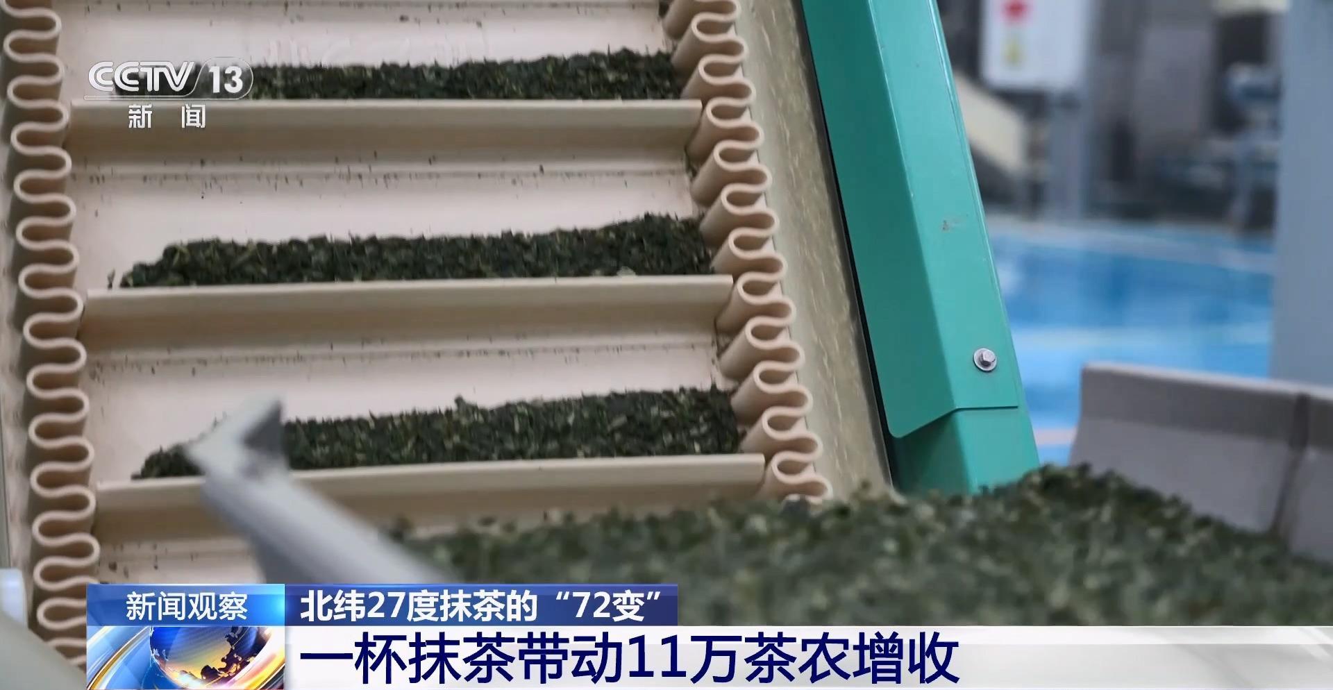 北纬27度抹茶的“72变” 一杯抹茶带动11万茶农增收
