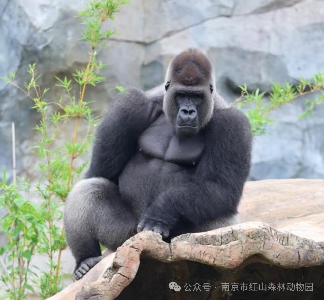 笑晕了！南京红山森林动物园为大猩猩“四兄弟”全网征名，网友：四大天王