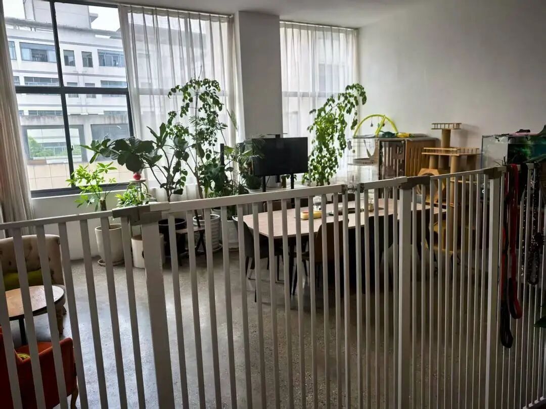 谁说上班只能摸鱼？还能撸猫撸狗！宁波一公司把办公室变成 “宠物乐园”