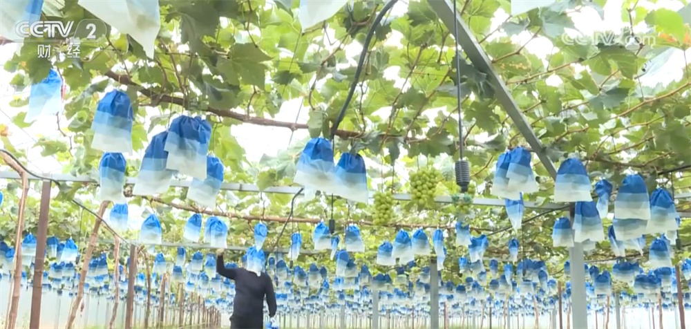 新技术、新模式、新品种……秋日田园满满“科技范儿” 铺展丰收画卷