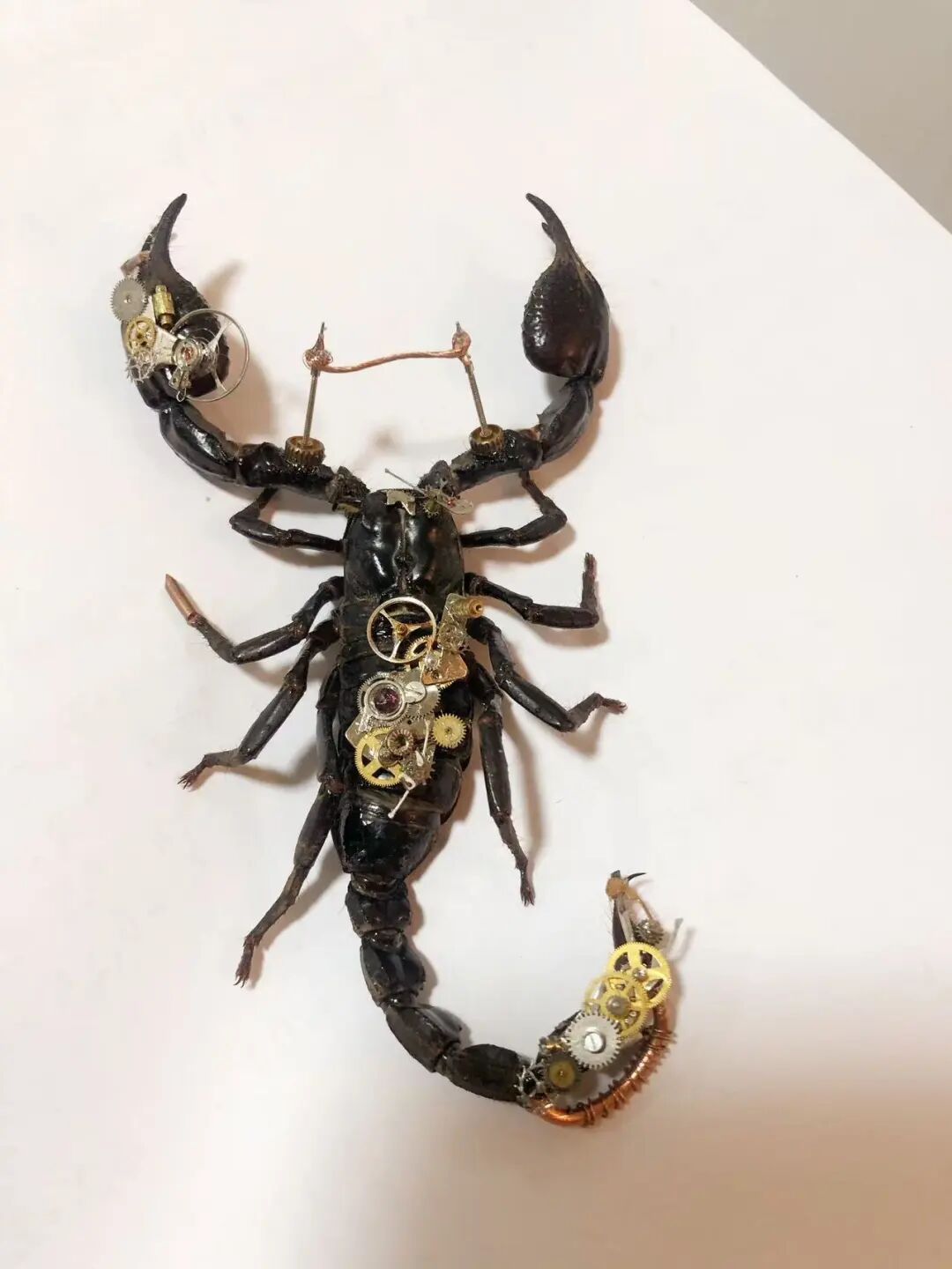 从养蟑螂到发现新物种并获命名权！16岁少年把昆虫“玩”出大名堂