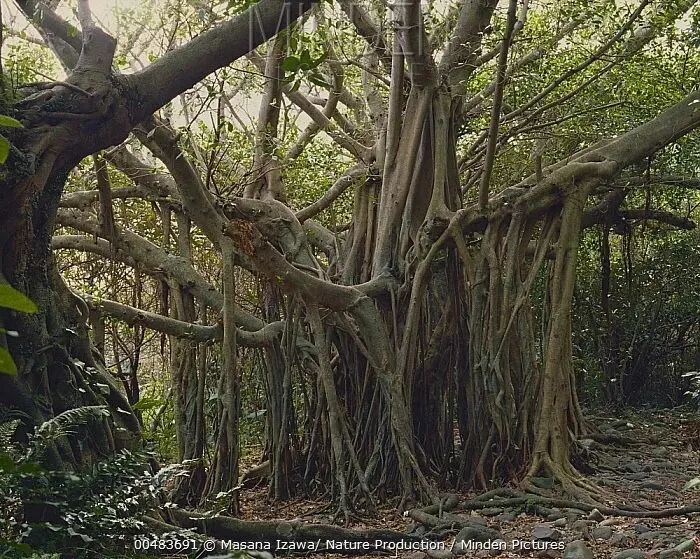 不但有些人会横着长,有些树也一样 不但有些人会横着长,有些树也一样