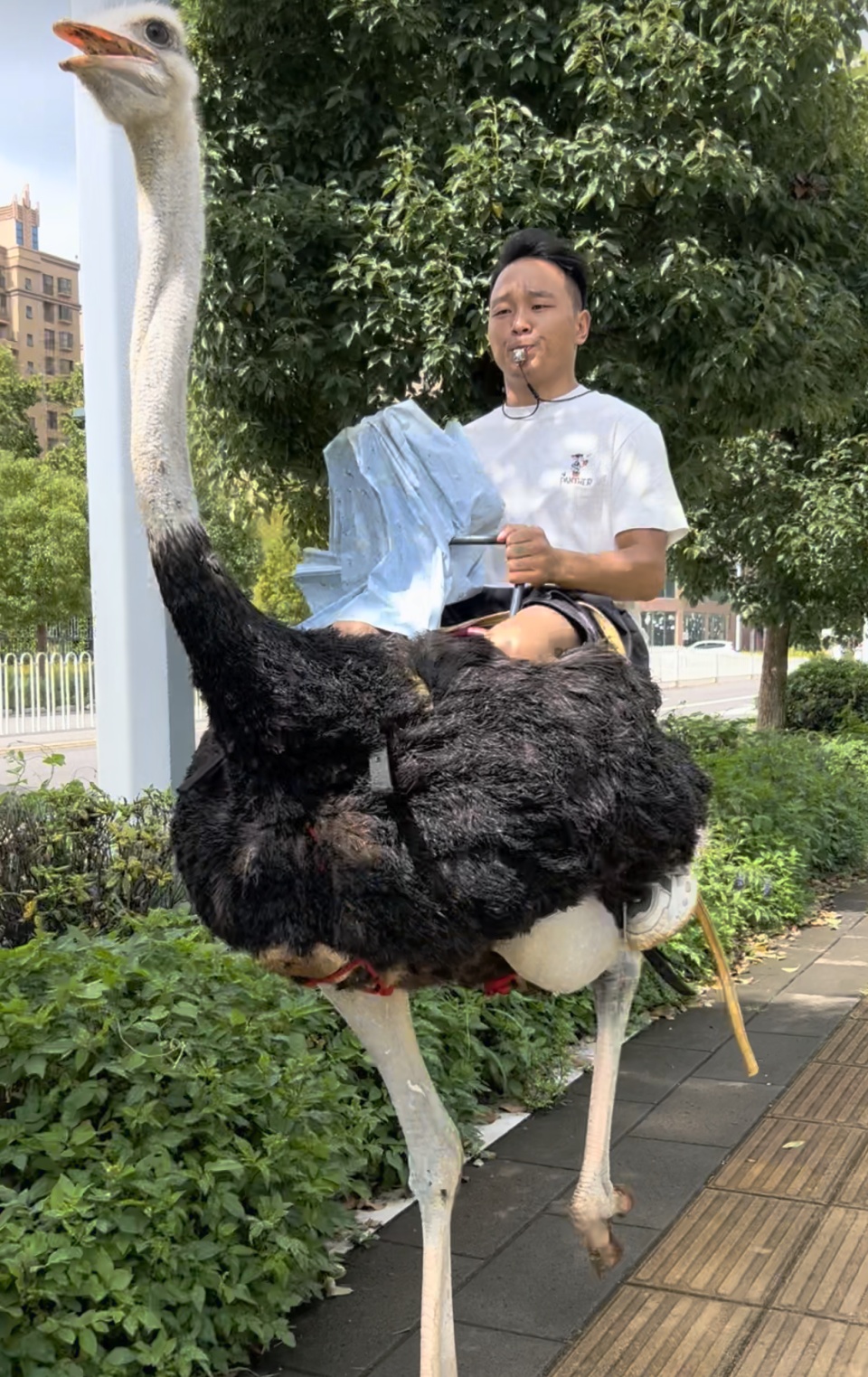 新能源！云南男子骑鸵鸟上路，跑得比电动车还快？当事人：最快可以跑80迈，续航惊人