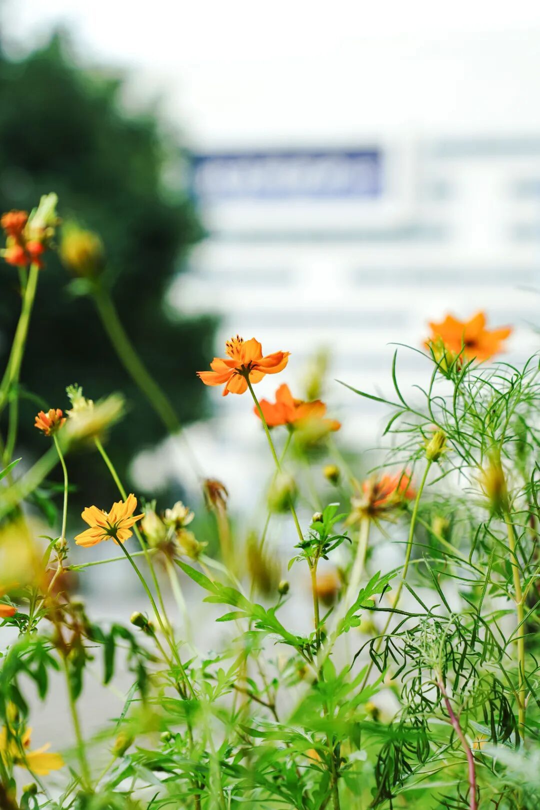 镜头下的北京科学中心丨黄秋英 镜头下的北京科学中心丨黄秋英