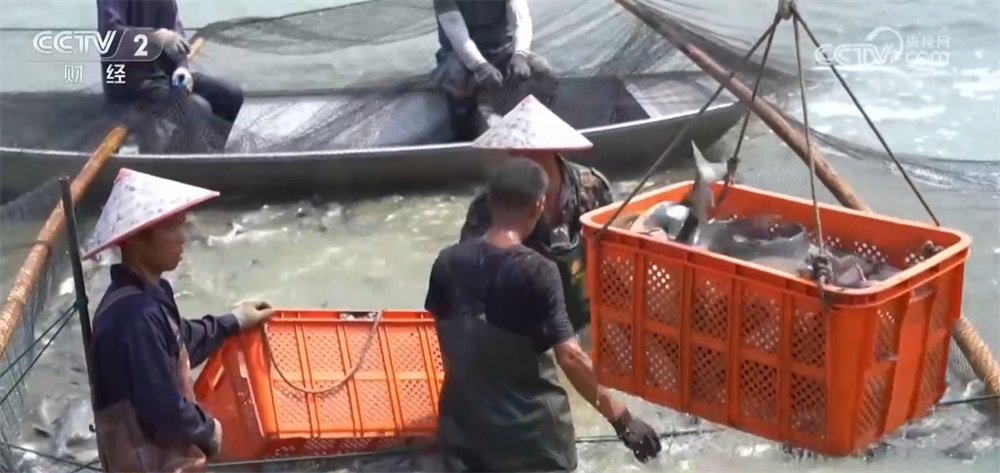 新技术、新模式、新品种……秋日田园满满“科技范儿” 铺展丰收画卷