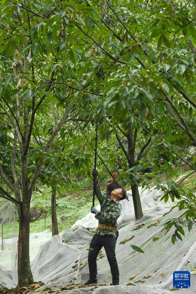 杭州临安：山核桃白露开杆采收
