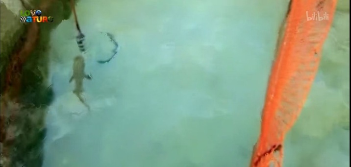 鱼的记忆只有七秒？其实他们也会学习！