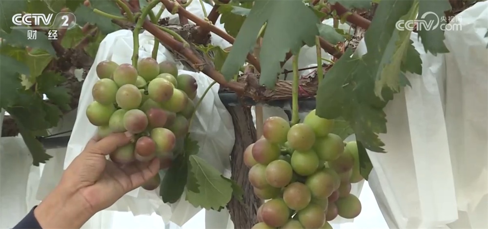 新技术、新模式、新品种……秋日田园满满“科技范儿” 铺展丰收画卷