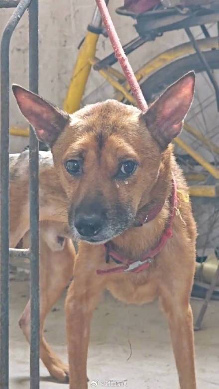 救助者回应老人去世狗狗坚守家中:看见它流泪了,很心痛...... 救助者回应老人去世狗狗坚守家中:看见它流泪了,很心痛......