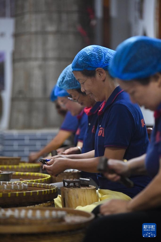 杭州临安：山核桃白露开杆采收