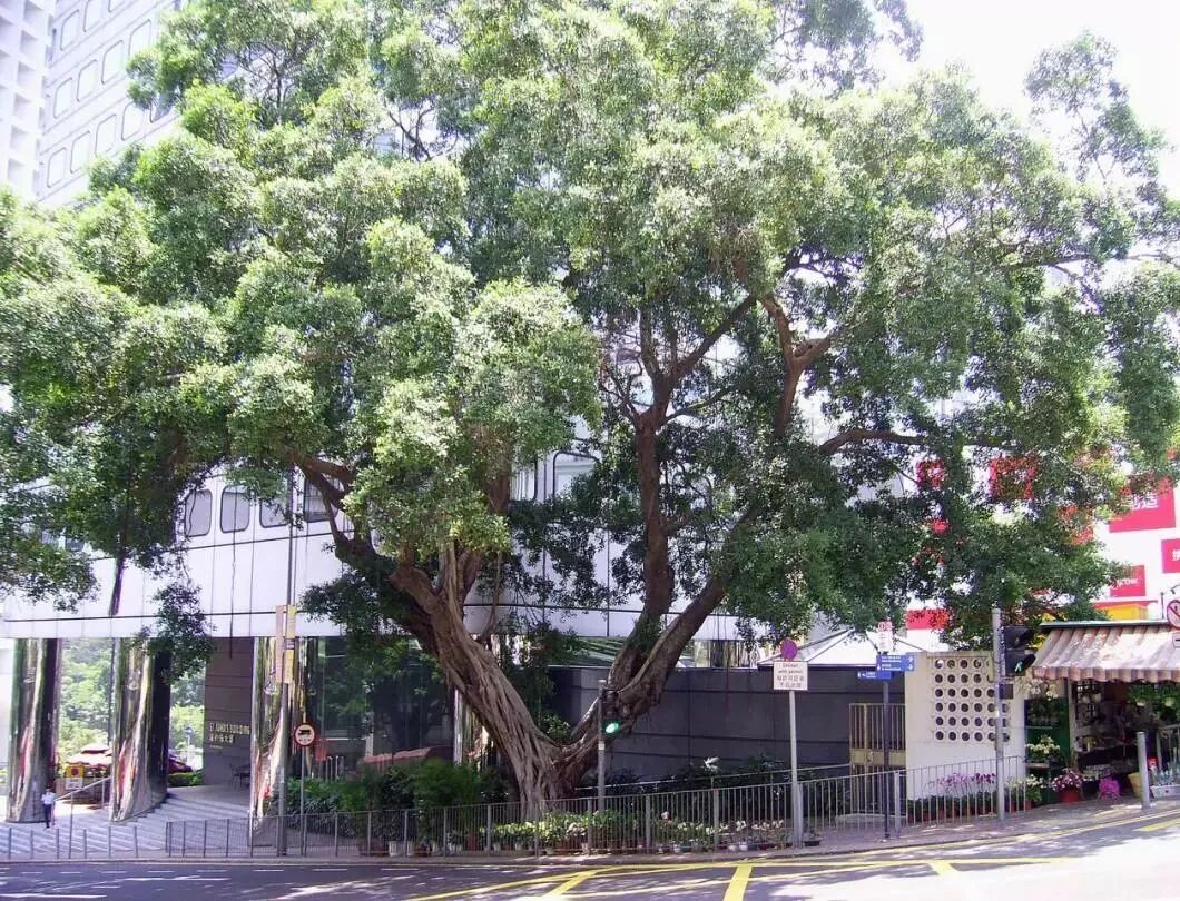 不但有些人会横着长,有些树也一样 不但有些人会横着长,有些树也一样